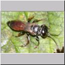 Tachysphex sp - Grabwespe w01c 8mm Sandgrube Niedringhaussee.jpg